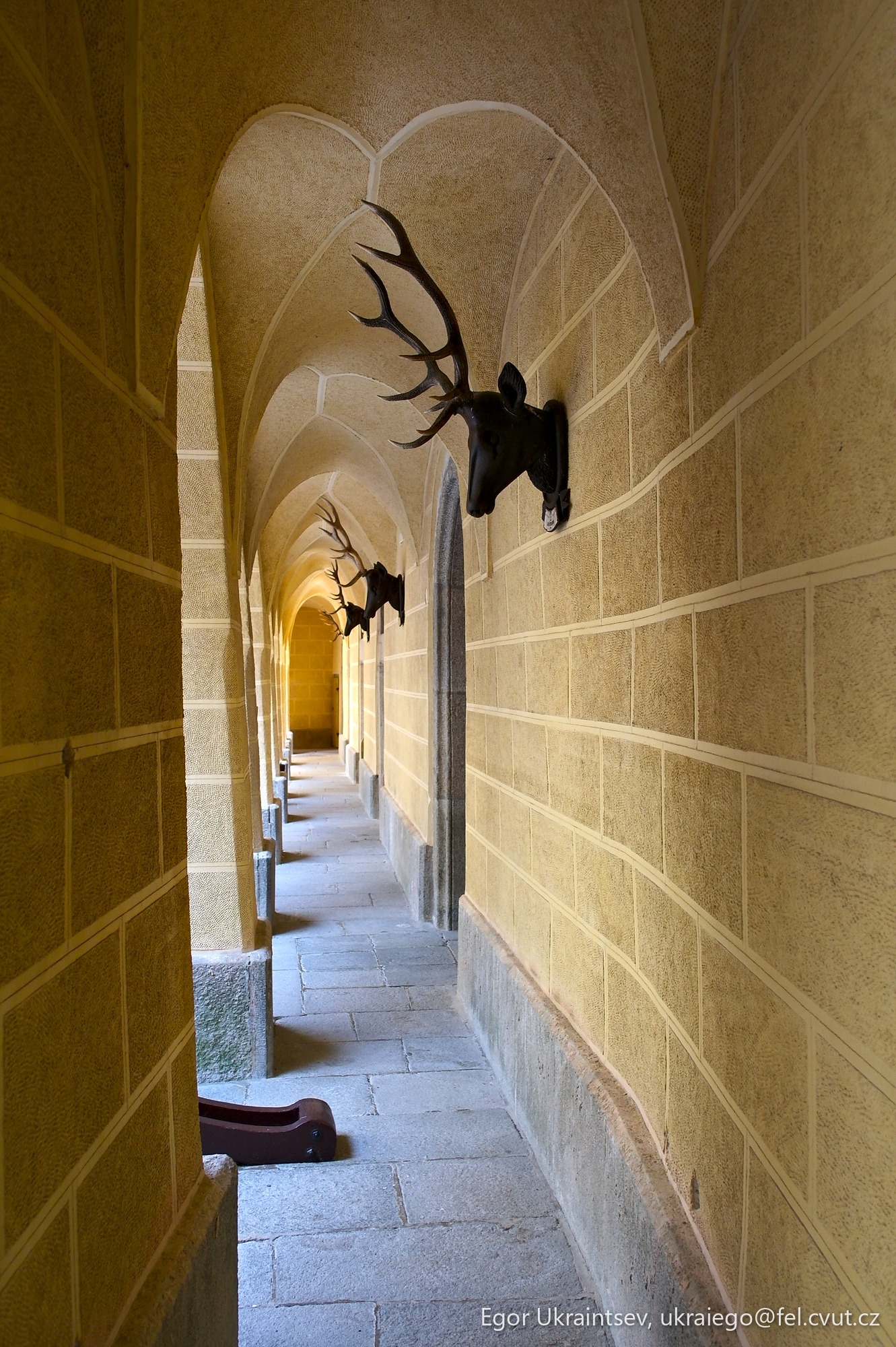 Deer head hanging