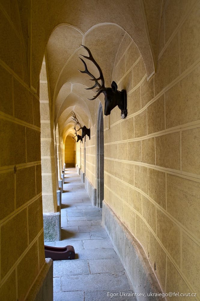 Deer head hanging