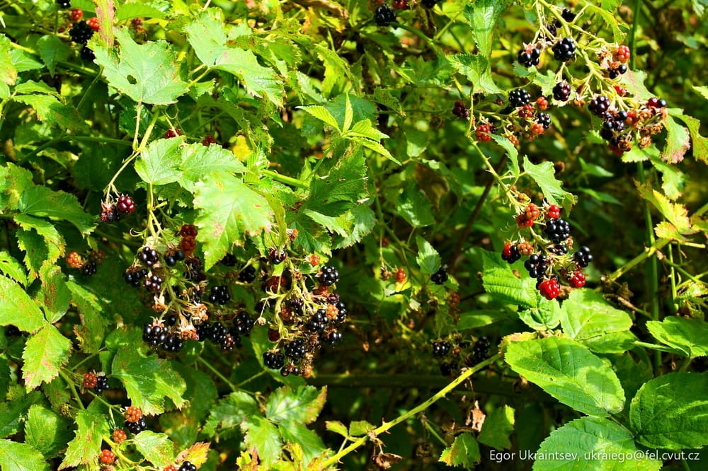 Blackberries