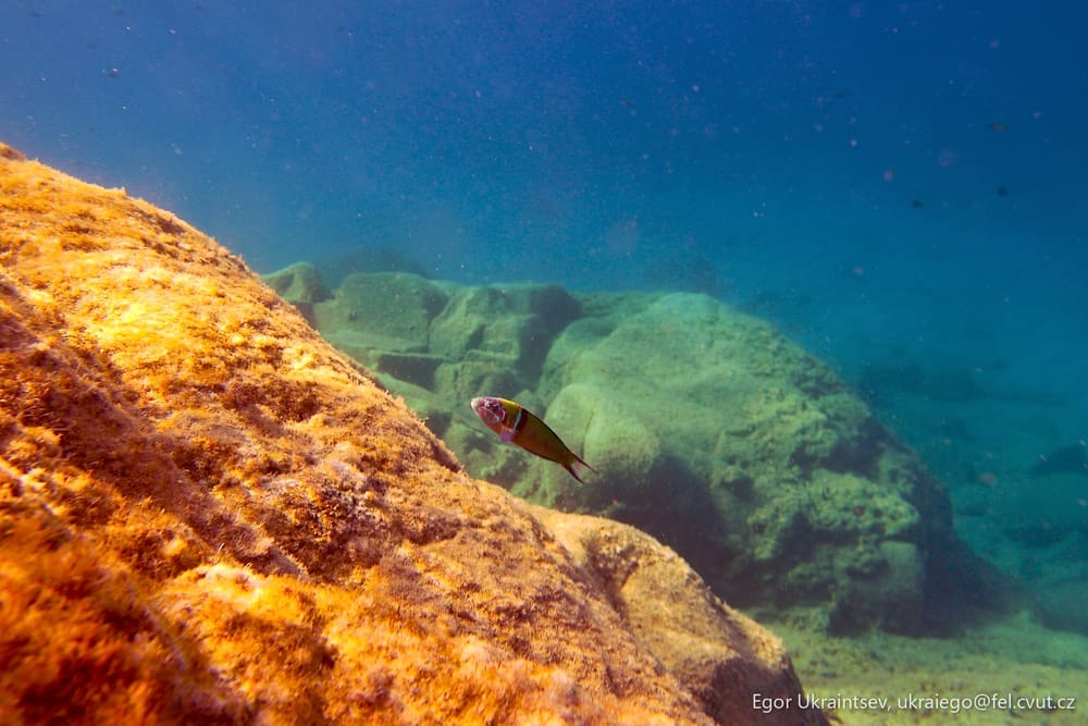 Fish swimming in the ocean