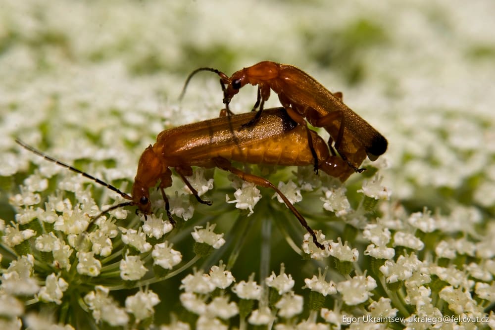 Bug on a flower