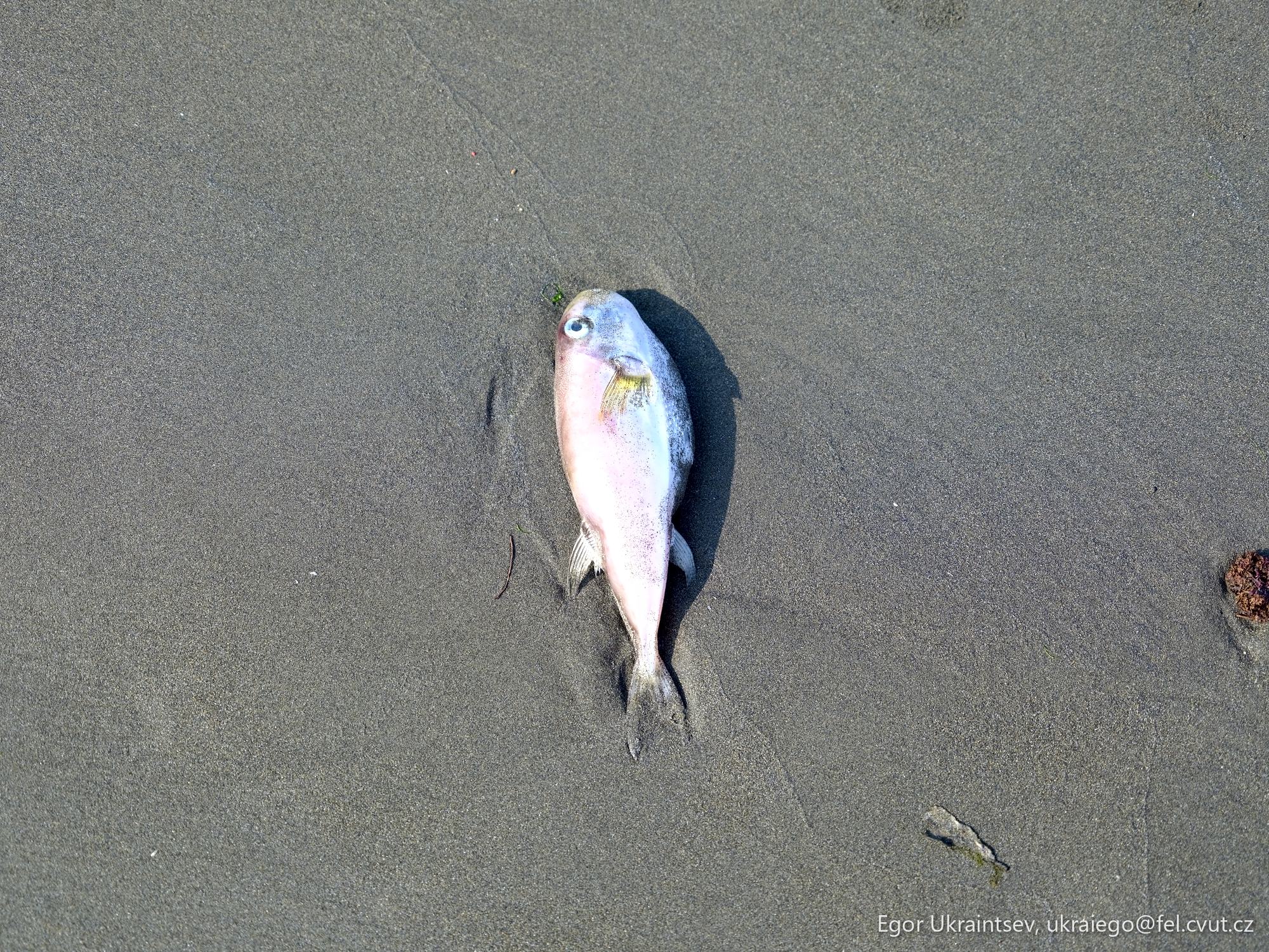 Dead fish on the beach