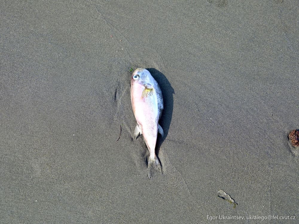 Dead fish on the beach