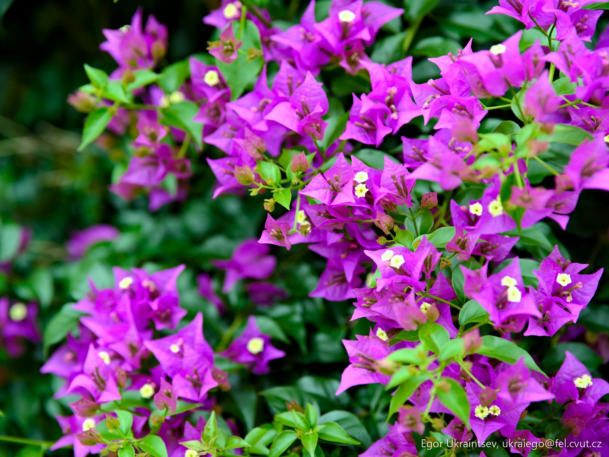 Purple flowers
