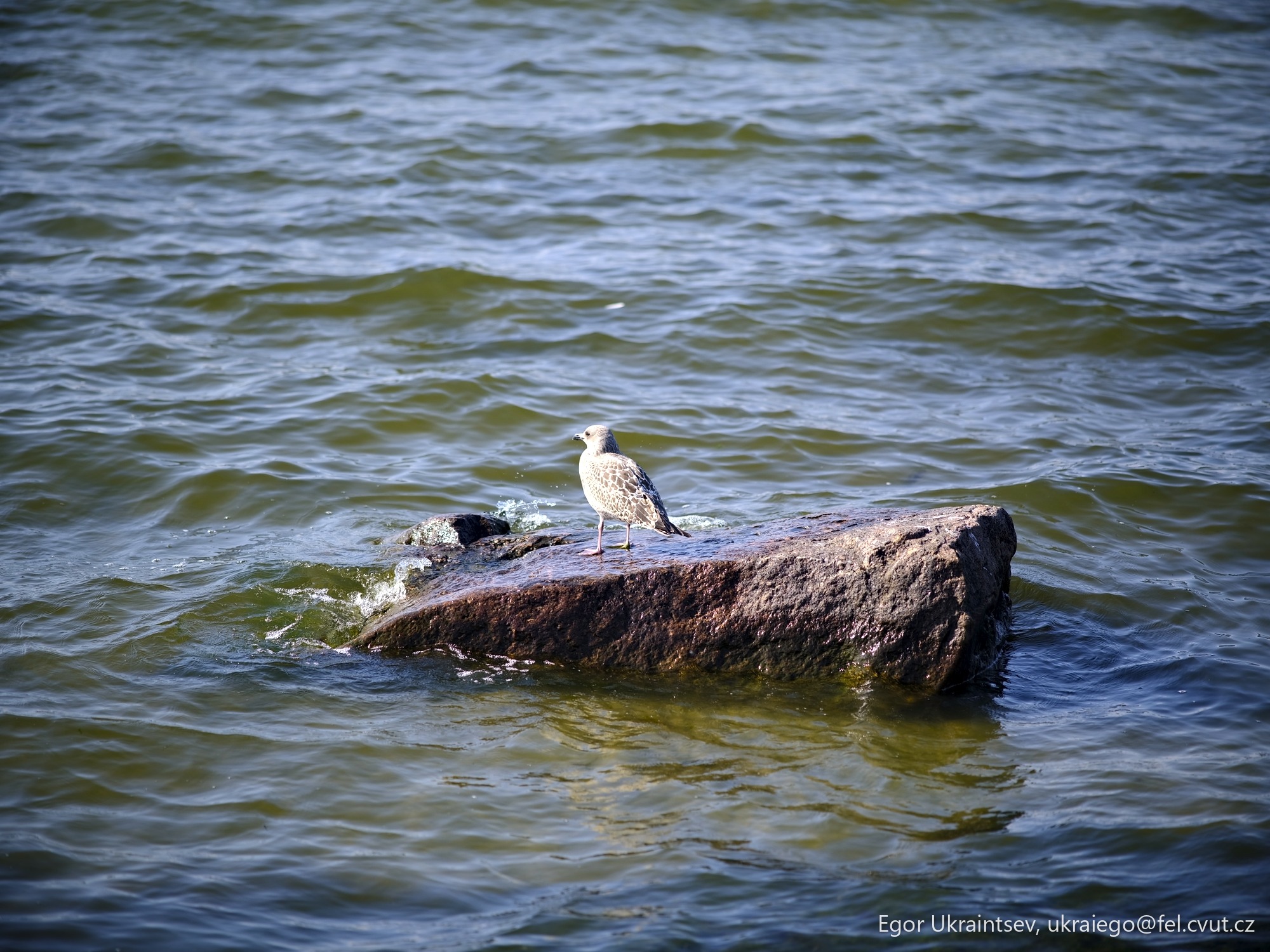 Bird sitting on a rock