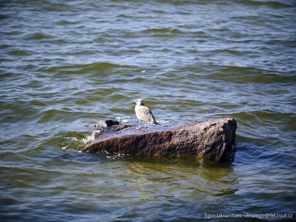 Bird sitting on a rock