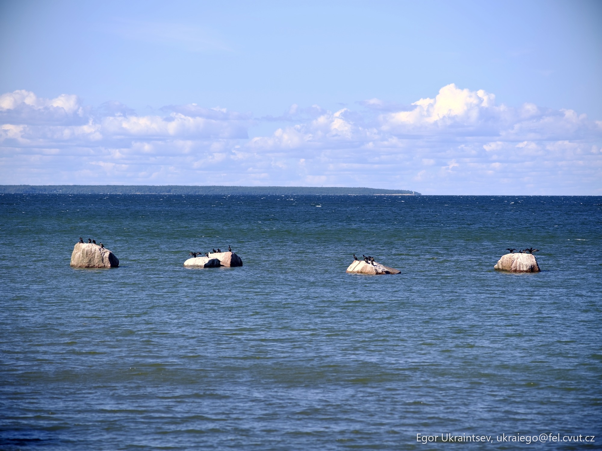 Horses in the ocean