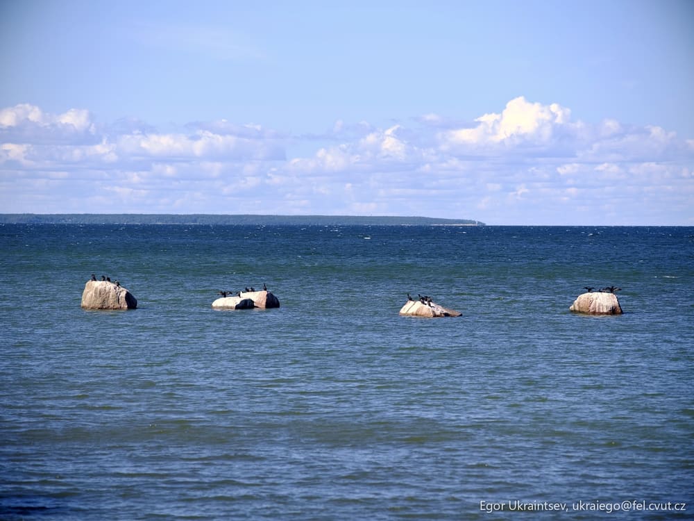 Horses in the ocean