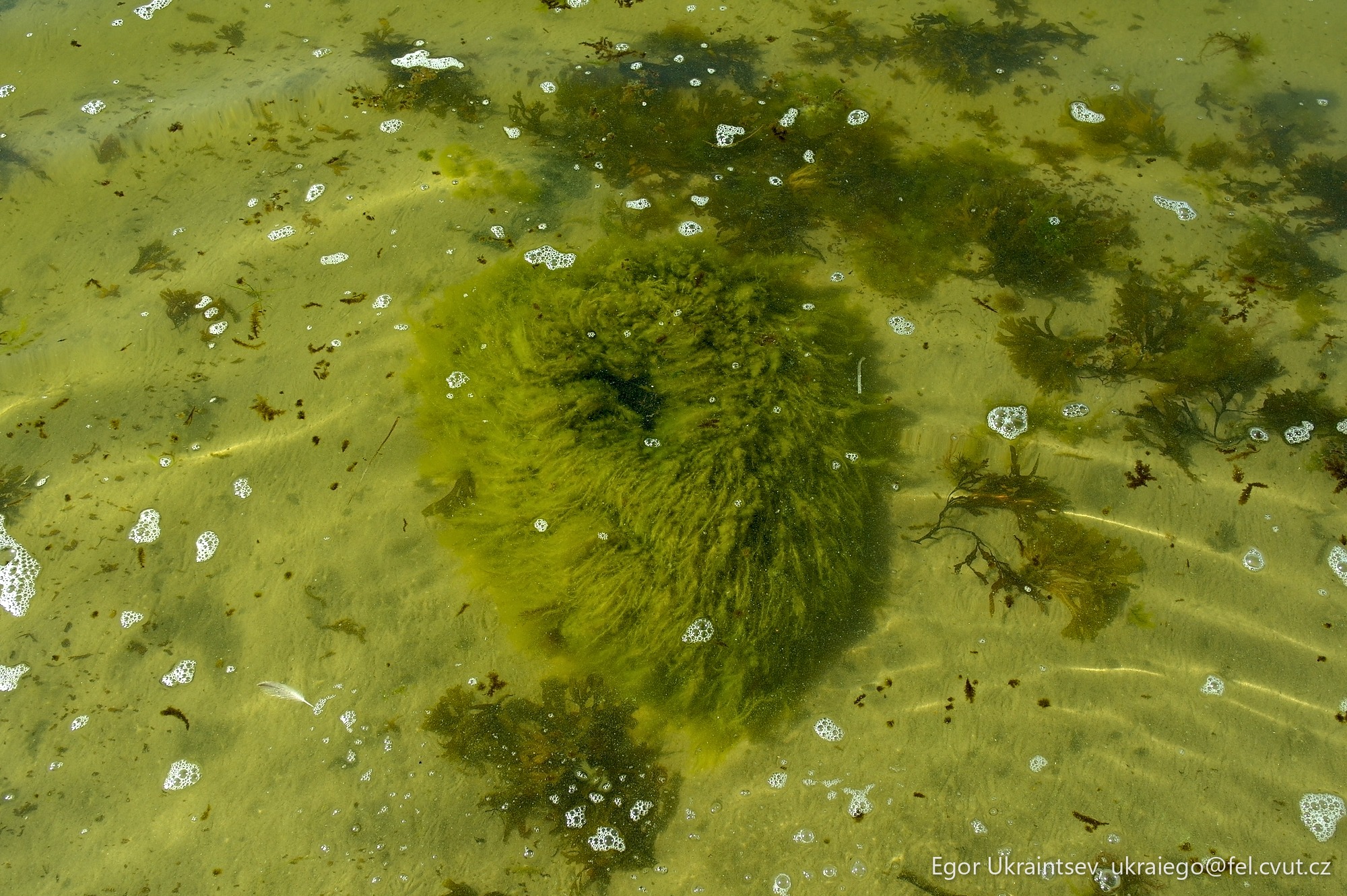 Seaweed in shallow water