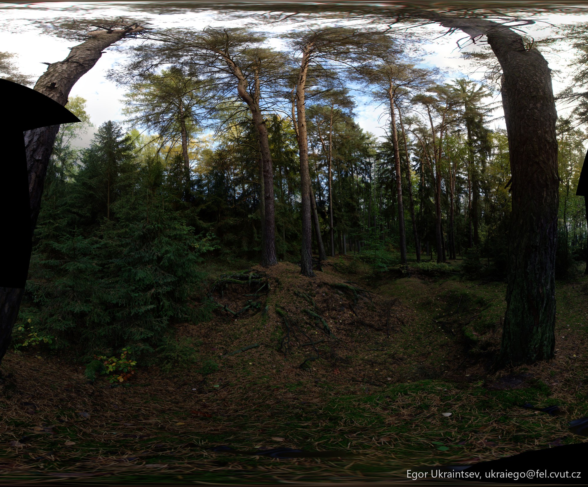 Forest with trees and leaves · Ovrag