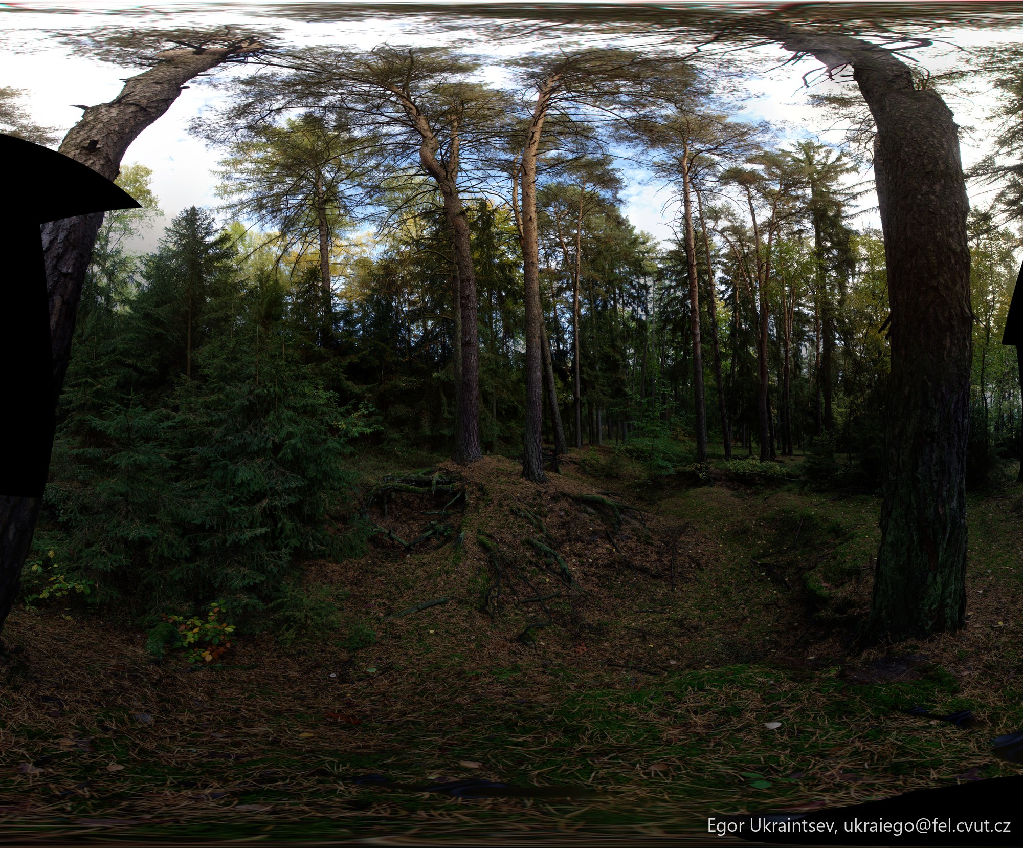 Forest with trees and leaves · Ovrag