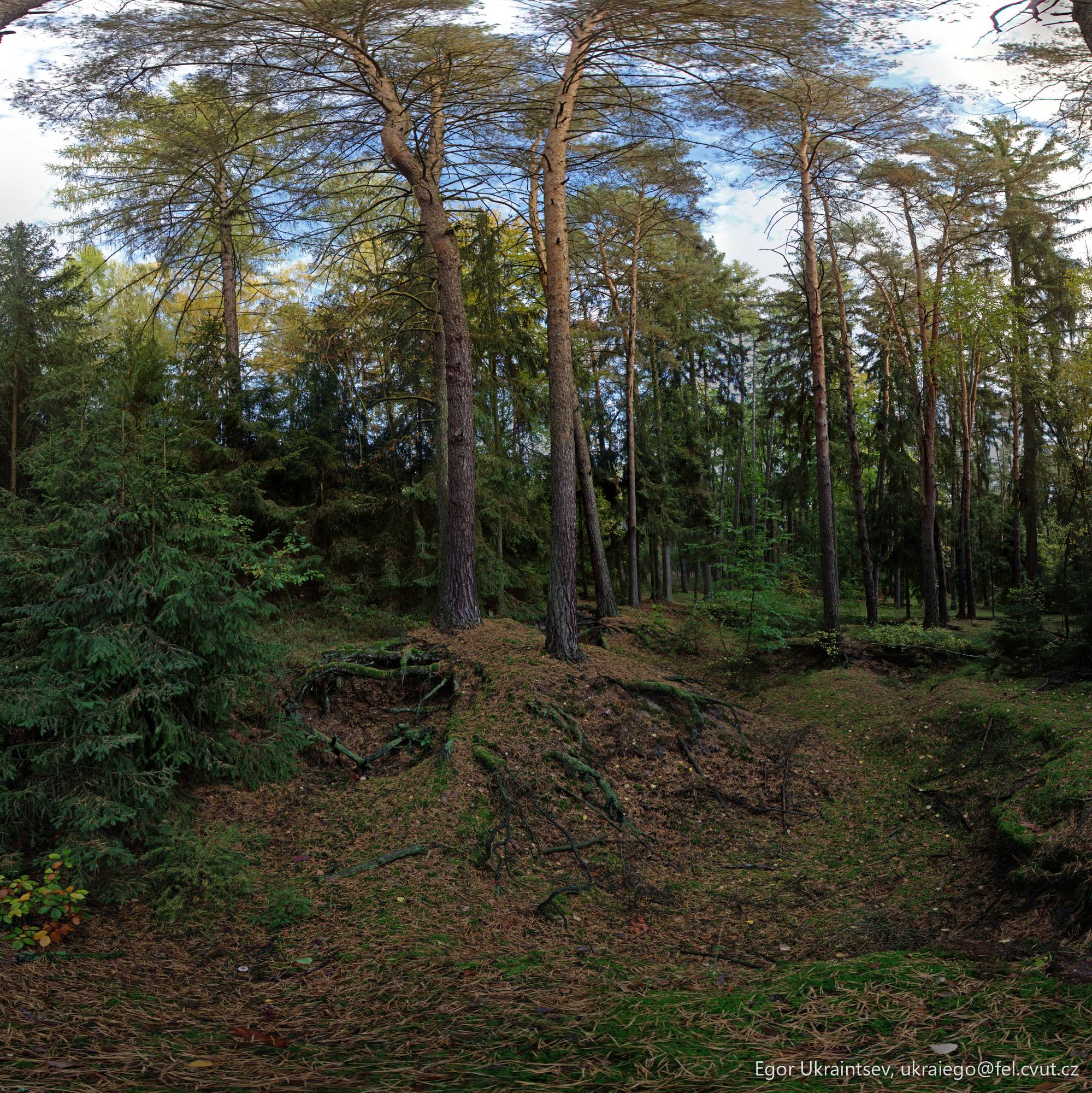 Forest with trees · Ovrag