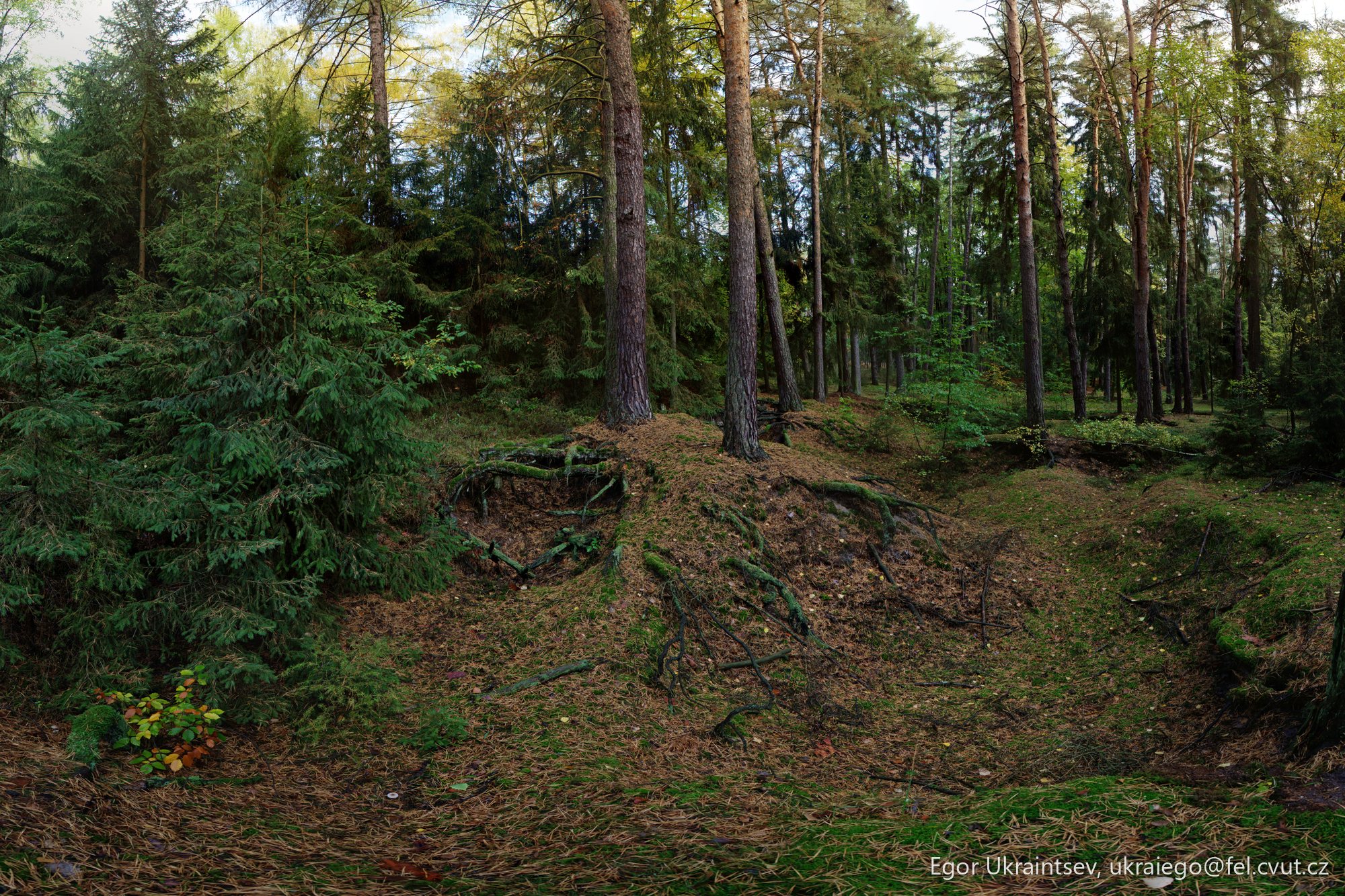 Forest · Ovrag