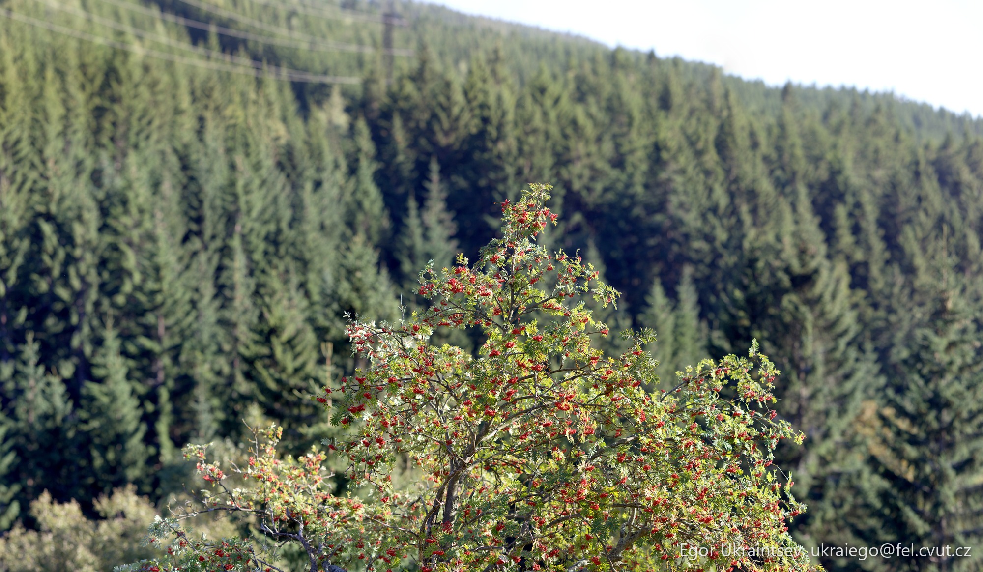 Tree with red berries · Tree Mala Upa