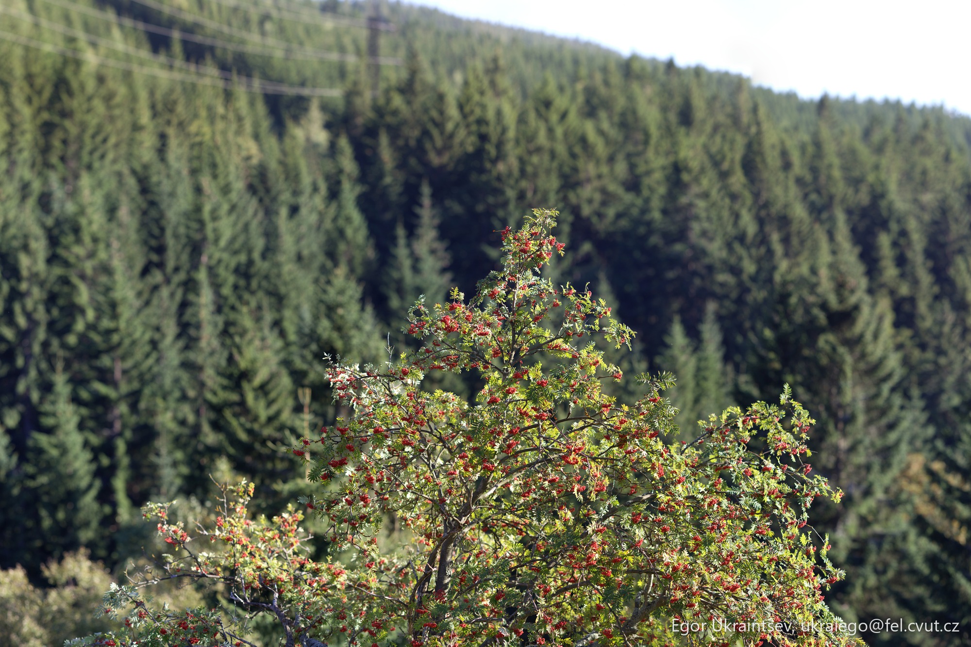 Tree with red berries · Tree Mala Upa