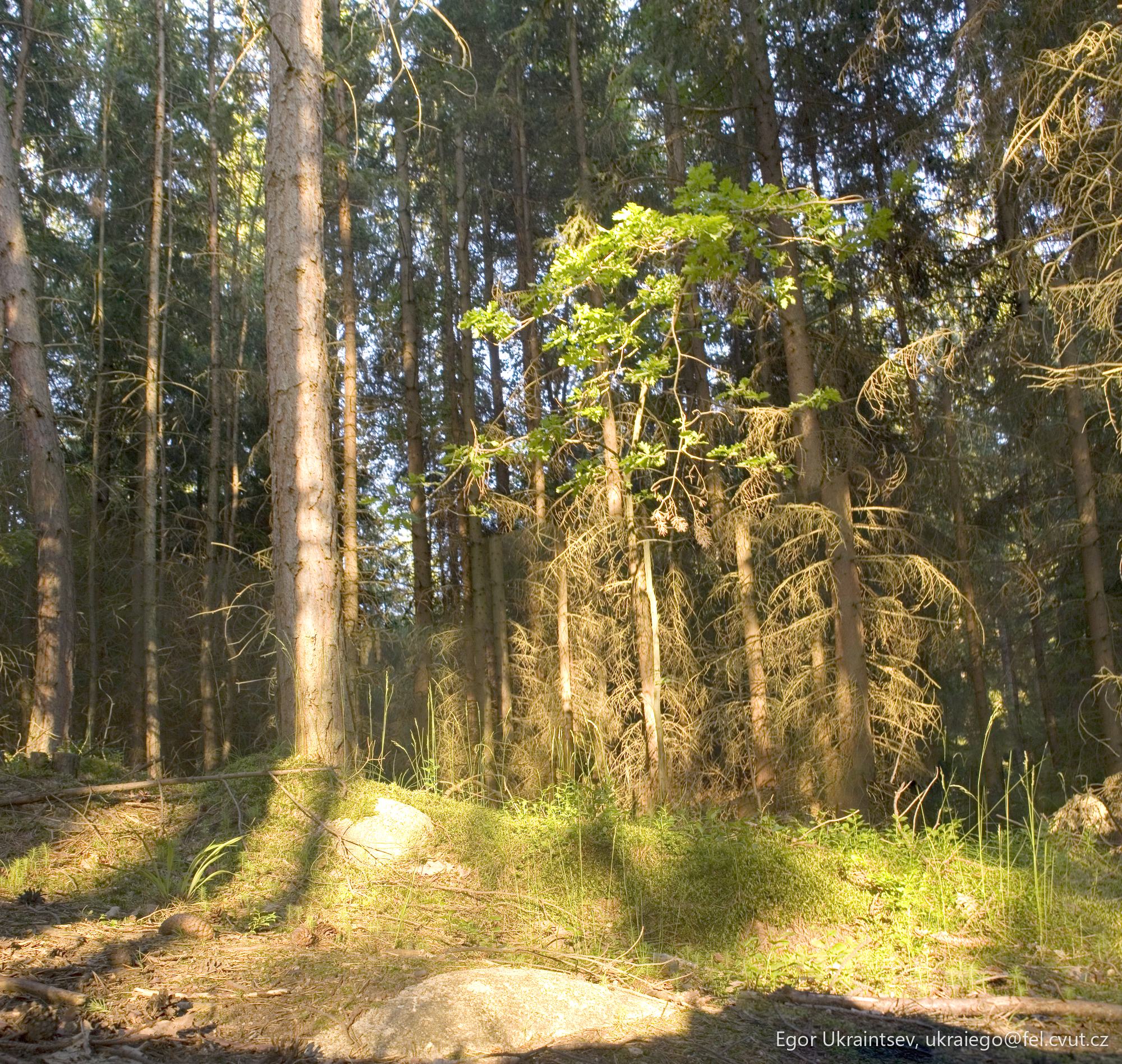 Trees in the forest