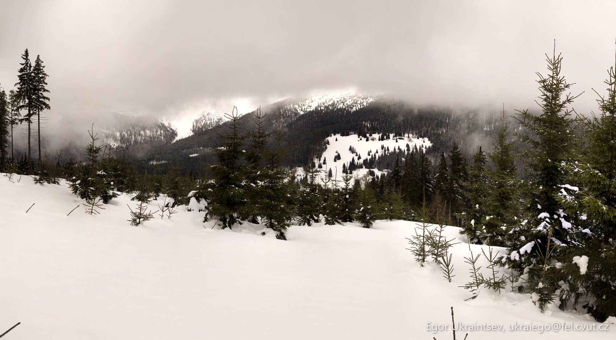 Snow covered mountain with trees