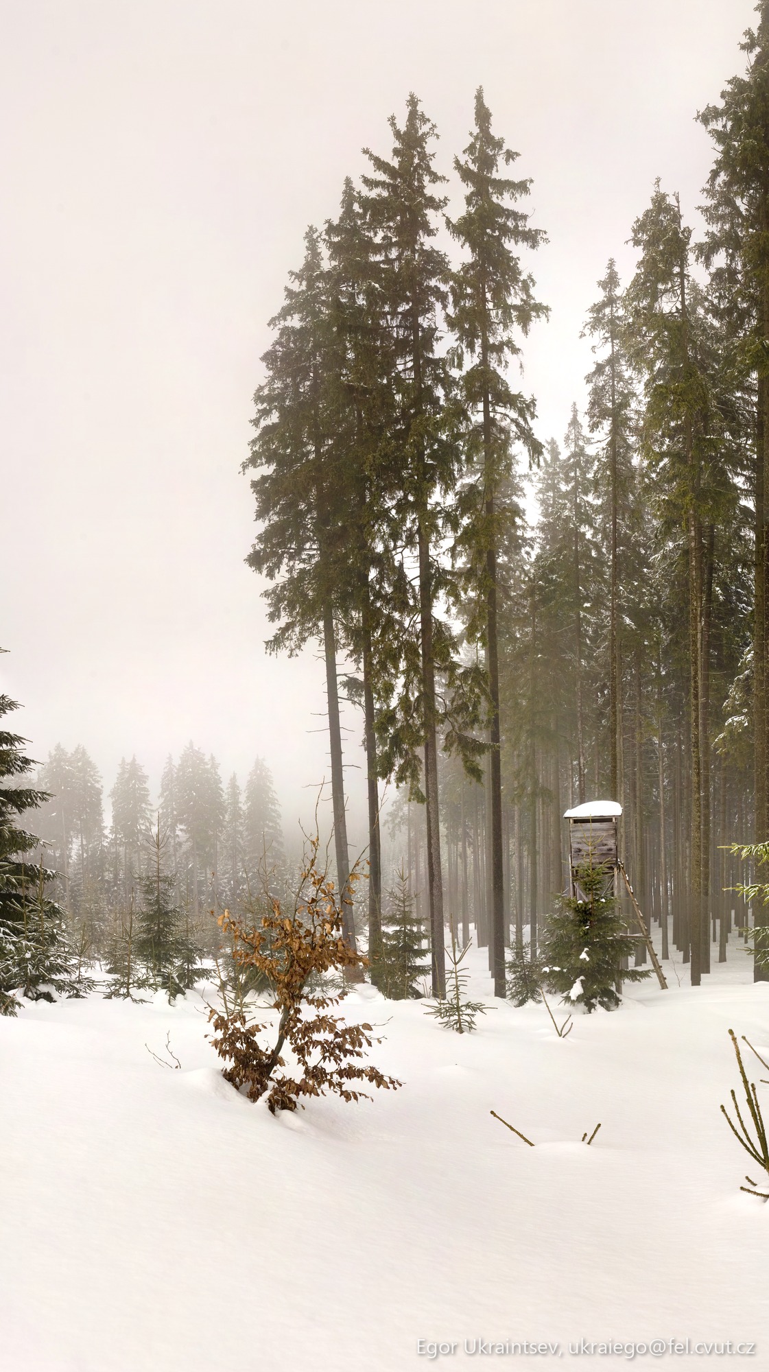 Trees in the snow