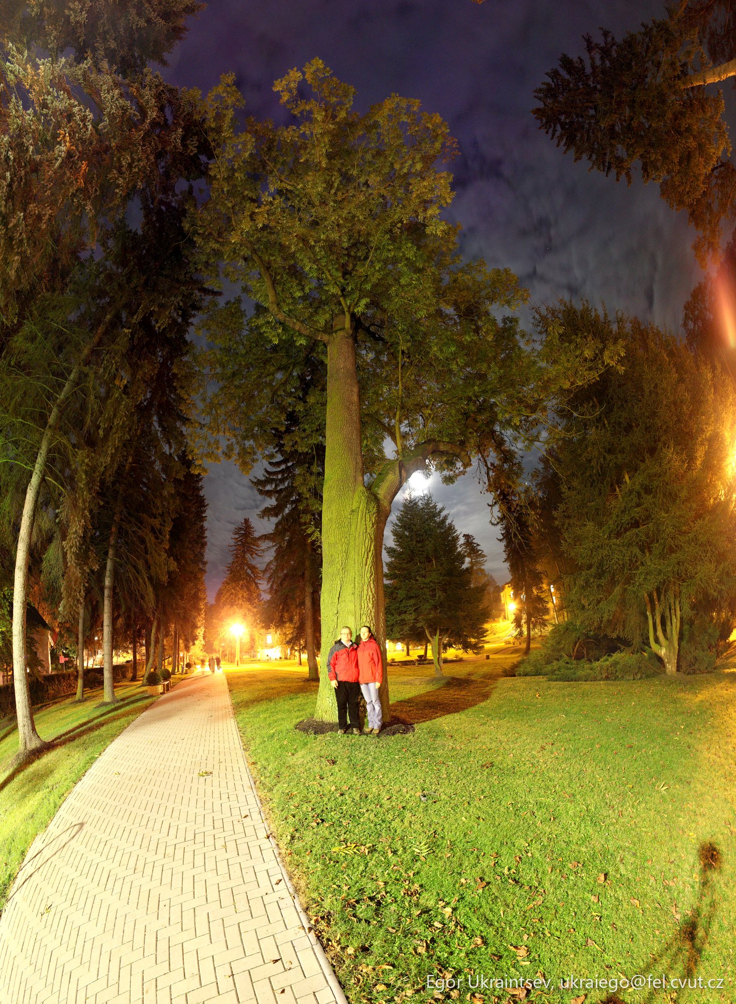 Person sitting on a bench · Tree Nastja