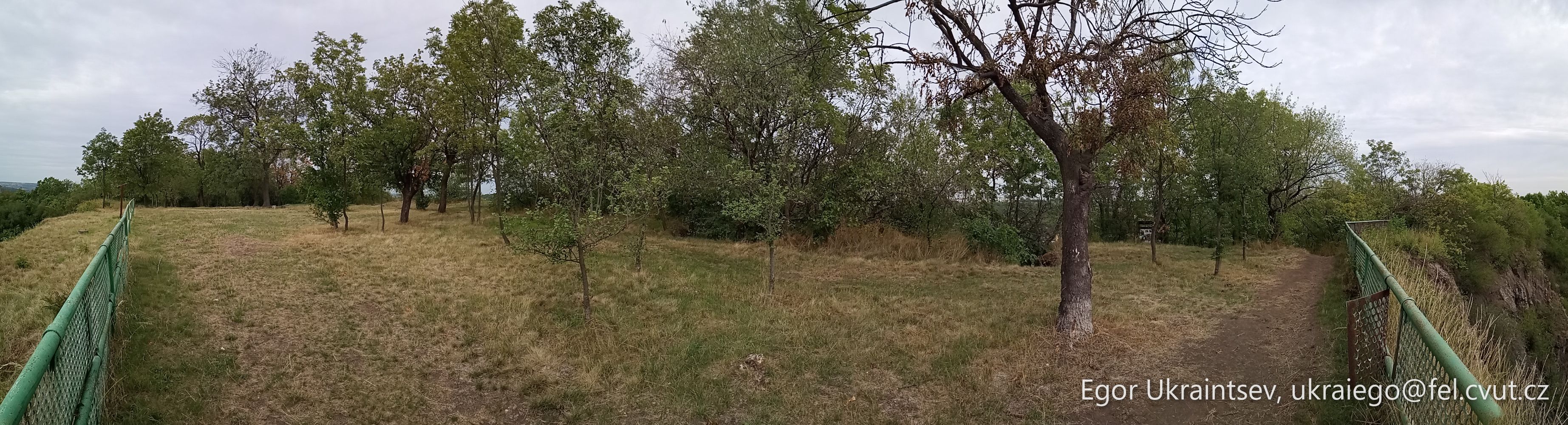 Dead tree in a field · P009 Phone 2019 08