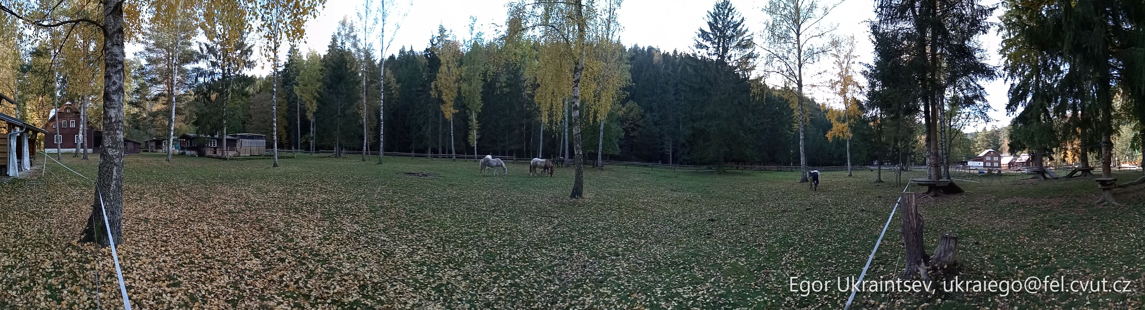 Forest in autumn · P051 Phone 2020 10